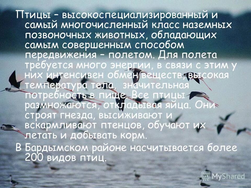 Самый многочисленный класс животных. Самый многочисленный класс животных