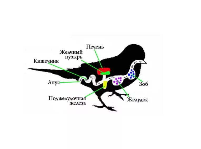 Зоб у попугая. Внутреннее строение волнистого попугая самца. Пищеварительная система волнистого попугая. Где находится зоб у волнистого попугая. Строение попугая волнистог.