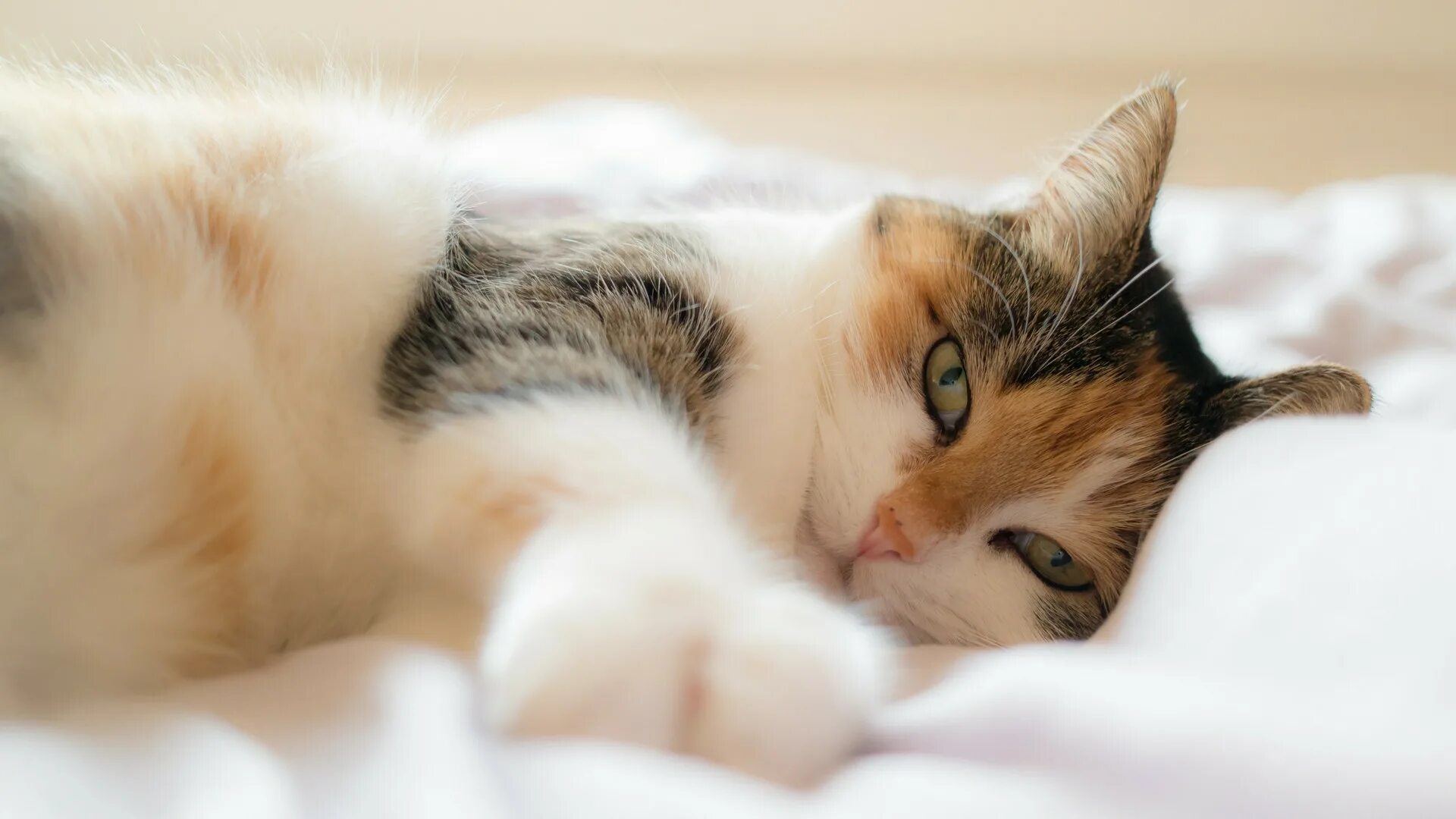 Нежные котята. Спящий котик. Котенок спит. Котенок спит. Мам котики очень милые.