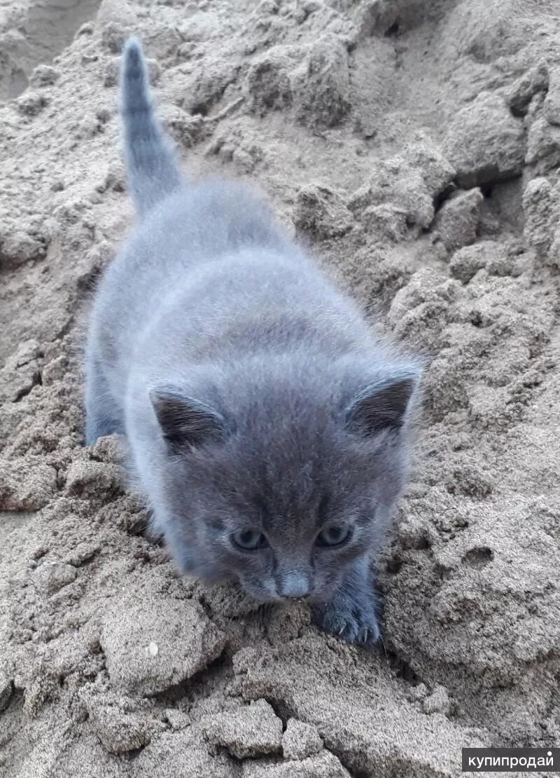 Серый котенок купить. Серый котёнок. Котята серого цвета. Маленьких котят серого цвета. Чисто серые котята.