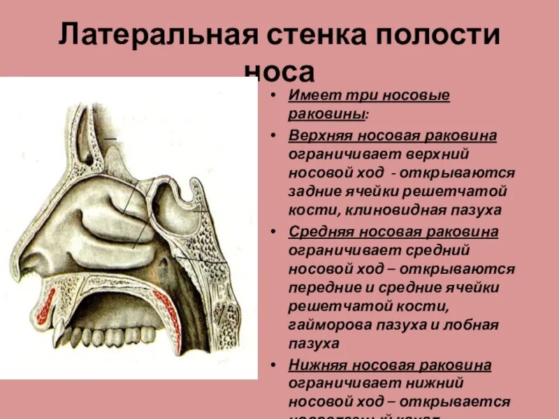 Полость носа особенности строения. Особенности слизистой оболочки носовой полости. Полость носа верхняя стенка анатомия строение. Строение слизистой оболочки носовой полости. Особенности строения слизистой оболочки носовой полости.