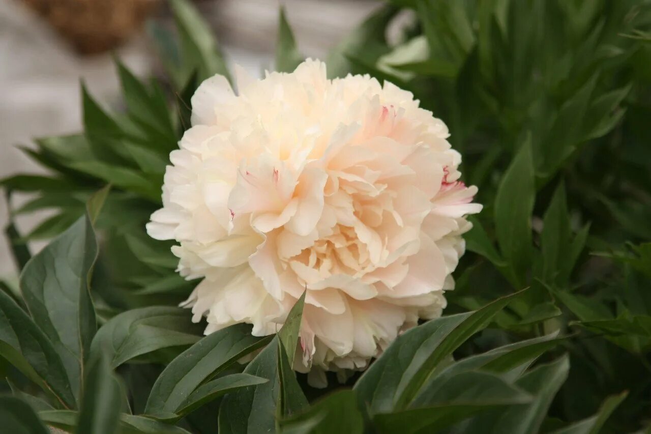 latvia in Plants, Seeds & Bulbs eBay