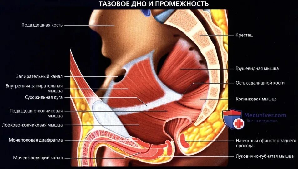 мышцы парня. мускулистый мужчина. рельефные мышцы. франко санториело бодибилдер. накаченный мужчина.
