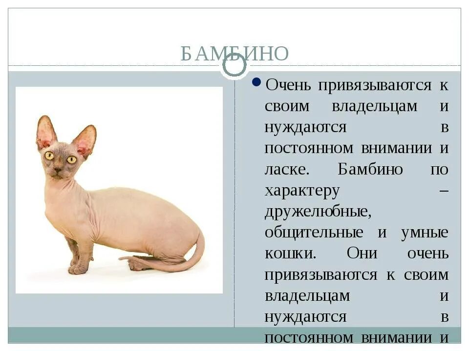 Канадский сфинкс бамбино. Взрослый бамбино. Коты сфинксы бамбино. Бамбино перевод на русский. Сфинкс с короткими лапами.