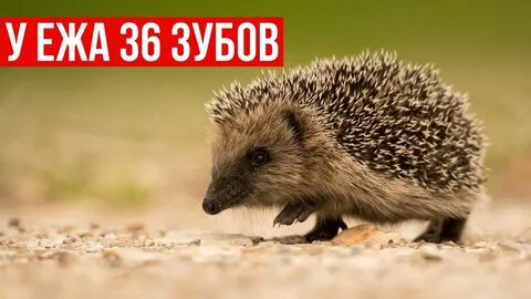 Еж хороший