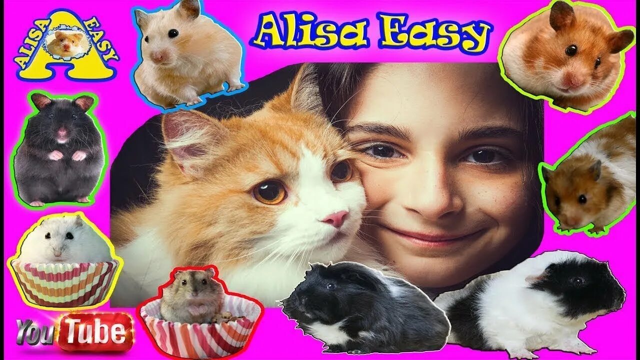 Easy pets. Канал Алиса ИЗИ петс. Алиса ИЗИ петс хомяки. Алиса ИЗИ петс питомцы. Сирийский хомяк Алиса ИЗИ.