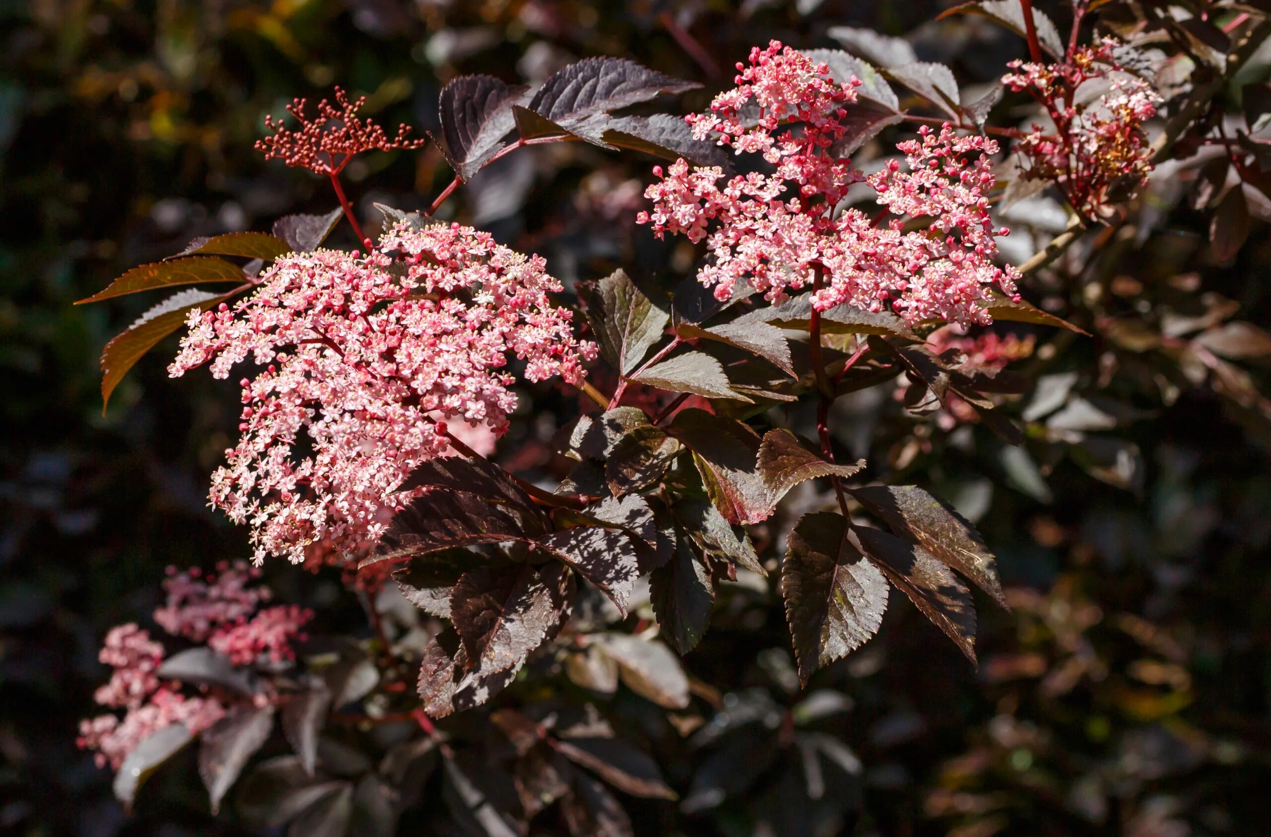 Бузина черная сорта. Бузина черная (Sambucus nigra). Бузина чёрная Sambúcus nígra. Бузина черная Гуинчо перпл. Бузина черная Тундерклоуд.