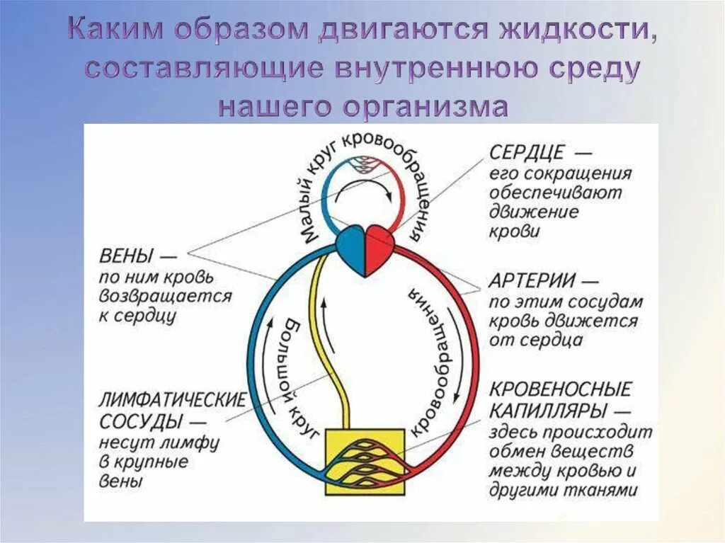 Каким образом. Схема малый круг кровообращения человека 8 класс биология. Схема малого круга обращения. Малый и большой круг кровообращения человека схема 8 класс. Строение малого круга кровообращения человека.