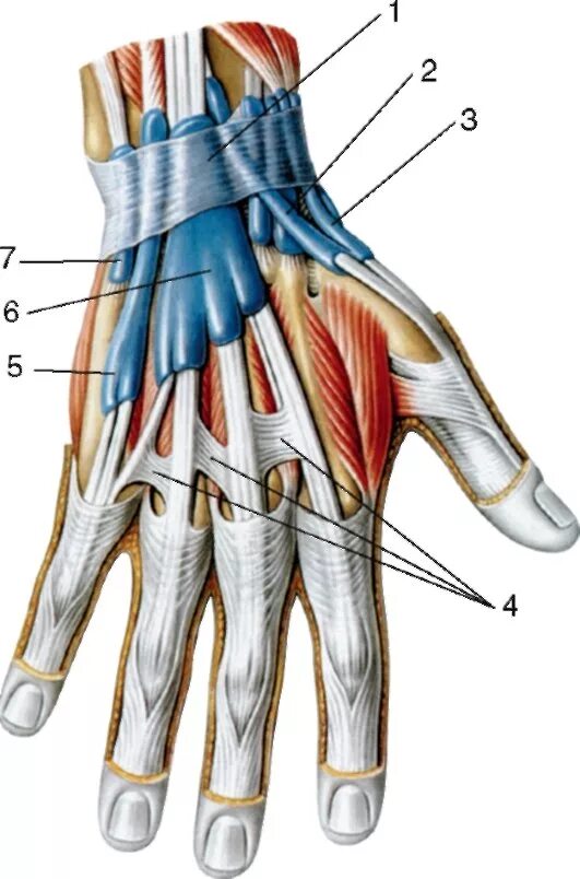 Связки на руке. Удерживатель мышц сгибателей кисти. Синовиальные влагалища сухожилий сгибателей кисти. Синовиальные влагалища сухожилий верхней конечности. Сухожилия разгибателей кисти анатомия.