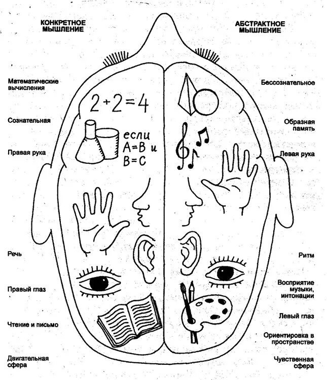Руки развивают мозг. Мышление и функциональная асимметрия правого полушария. Левое и правое полушарие мозга схема. Схема левого и правого полушария. Функциональная асимметрия мозга.