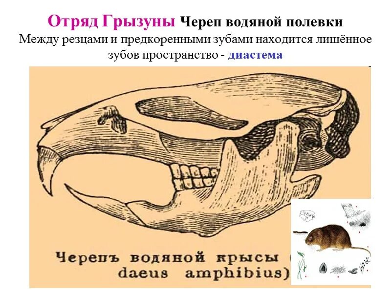 Зубная формула рукокрылых. Отряд Грызуны череп. Черепа млекопитающих различных отрядов. Череп грызунов млекопитающих. Череп грызунов строение.