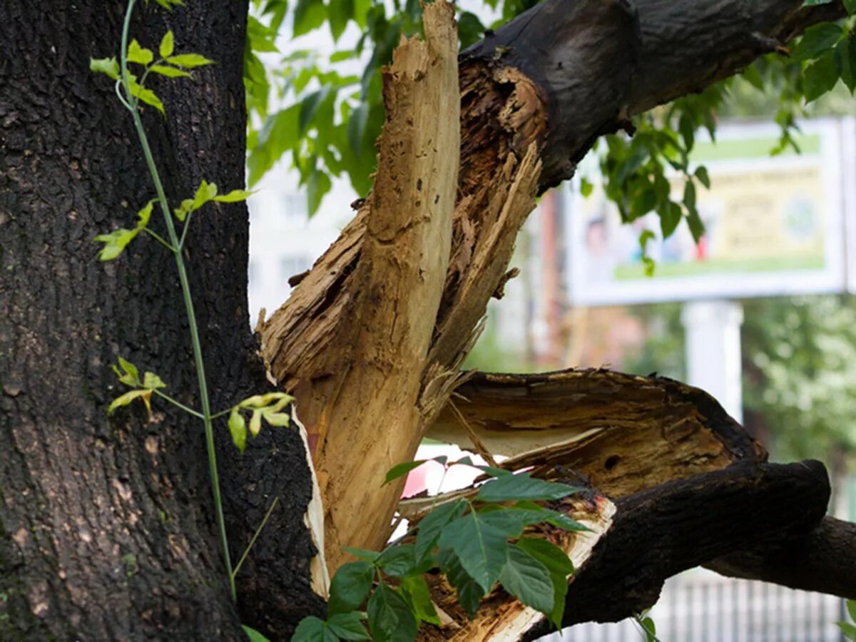 Вырубка деревьев на озере тросна. Незаконная рубка. Старые деревья опасные. Рубит дерево. Поймали в кимрах незаконном спиле деревьев.