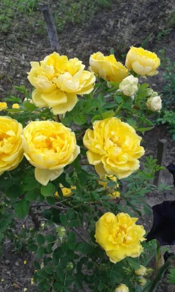 Роза артур белл флорибунда фото и описание File:Rosa Arthur Bell 2018-07-16  Wikimedia Commons