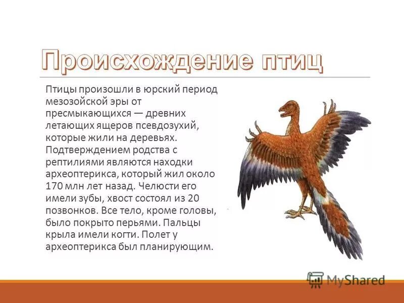 происхождение птиц. птицы произошли от рептилий. птицы произошли от древних пресмыкающихся. доказательство происхождения птиц от пресмыкающихся. признаки пресмыкающихся у археоптерикса.