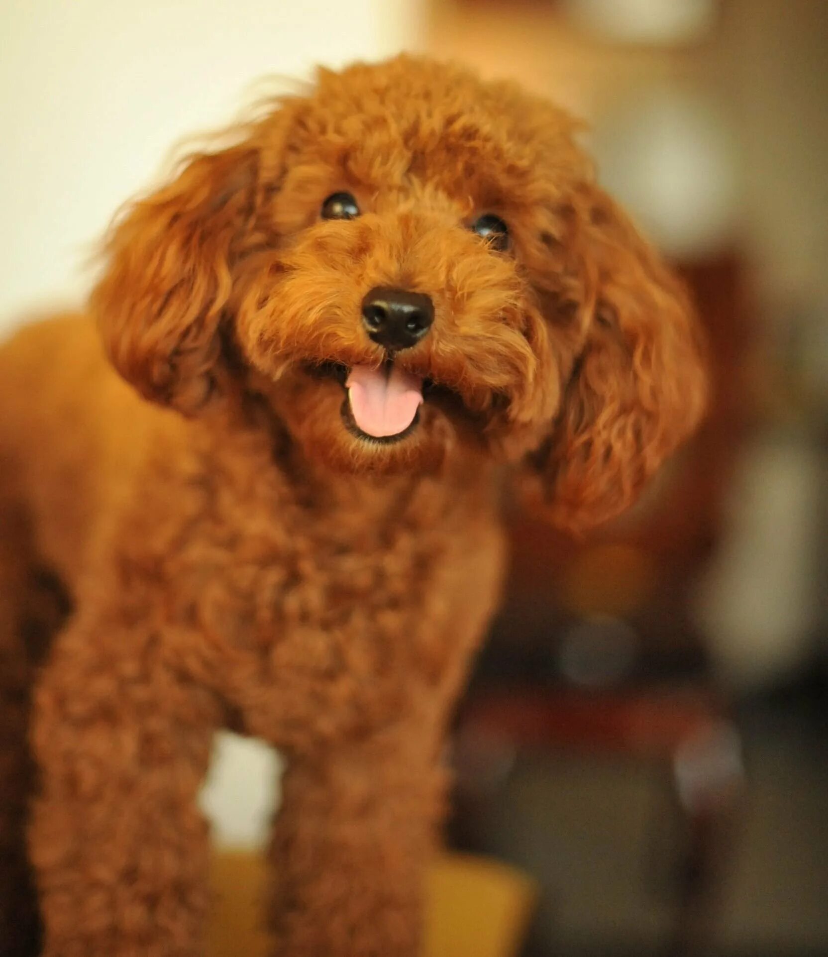 Рыжий кот рыжий пудель. Той пудель нестриженный. toy poodle собака. пудель кудрявый. средний пудель рыжий.