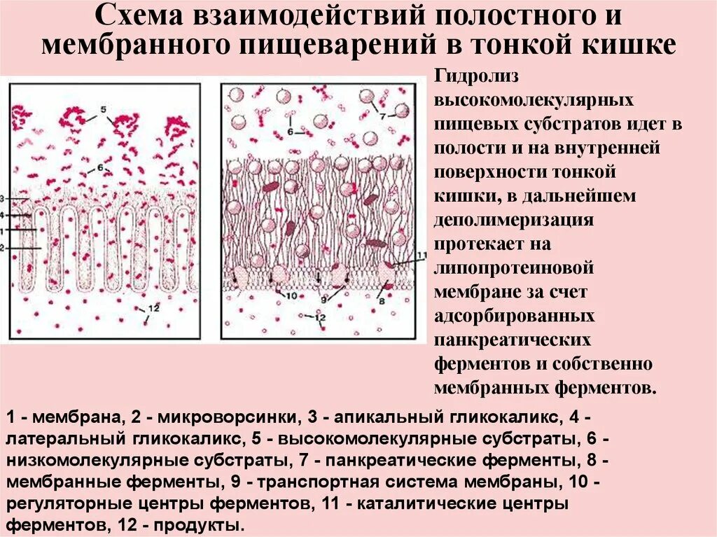 Гидролиз в пищеварении. Полостное пристеночное и мембранное пищеварение. Пристеночное пищеварение физиология. Полостное и пристеночное пищеварение в тонкой кишке физиология. Сравнение полостного и пристеночного мембранного пищеварения.