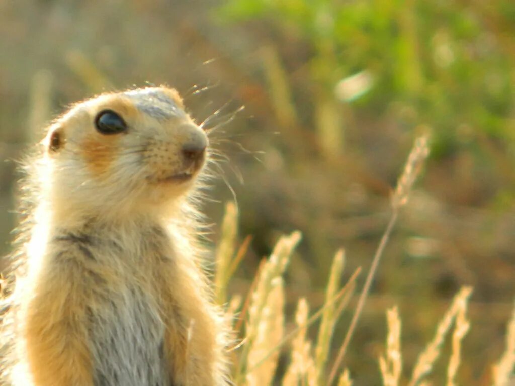 4 суслика. европейский суслик. сурикаты калахари. байбак луговая собачка. 4 суслика.