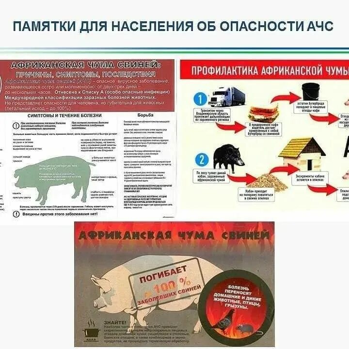 Африканской чуме свиней. Памятка населению по африканской чуме свиней (ачс). Чем опасна африканская чума для человека. Африканская чума свиней памятка. Классическая чума свиней листовка.