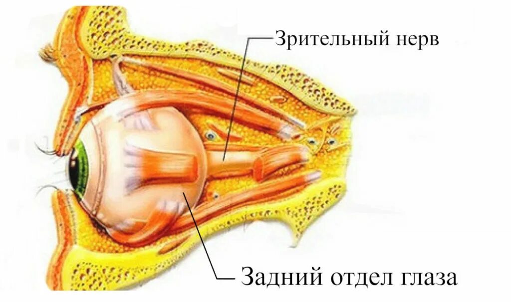 Зрительный нерв глаза анатомия. Зрительный нерв строение анатомия. Строение зрительного нерва глаза. Зрительный нерв глаза строение и функции. Два зрительных нерва