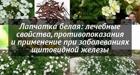 Лечебные свойства лапчатки белой