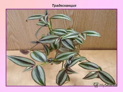 Формирование традесканции