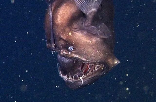 Creeptastic! Deep-sea robot captures first-ever video of 'black seadevil' fish D
