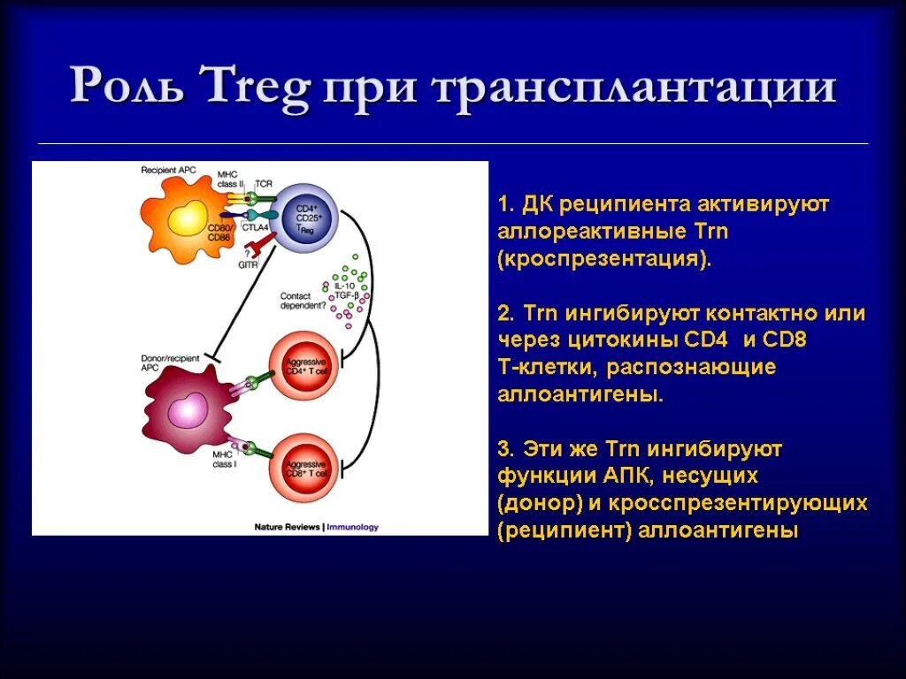 Регуляторные т-клетки CD. Регуляторные т клетки механизм иммунология. Регуляторные лимфоциты. Супрессорные т клетки. Регуляторные т лимфоциты