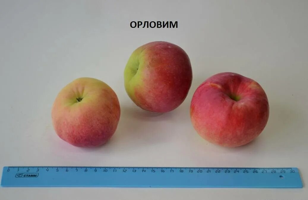 Яблоня орловим описание сорта. Яблоня орловим. сорт яблони орловим. яблоня летняя &quot;орловим&quot;.