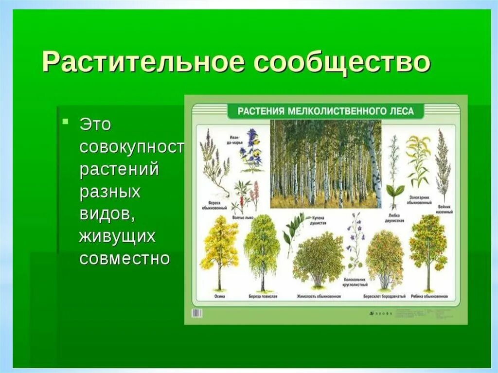 Растительное сообщество сообщение по биологии. Растительные сообщества. Растительные сообщества вилы. Виды растительных сообществ. Растительное сообщество растений.