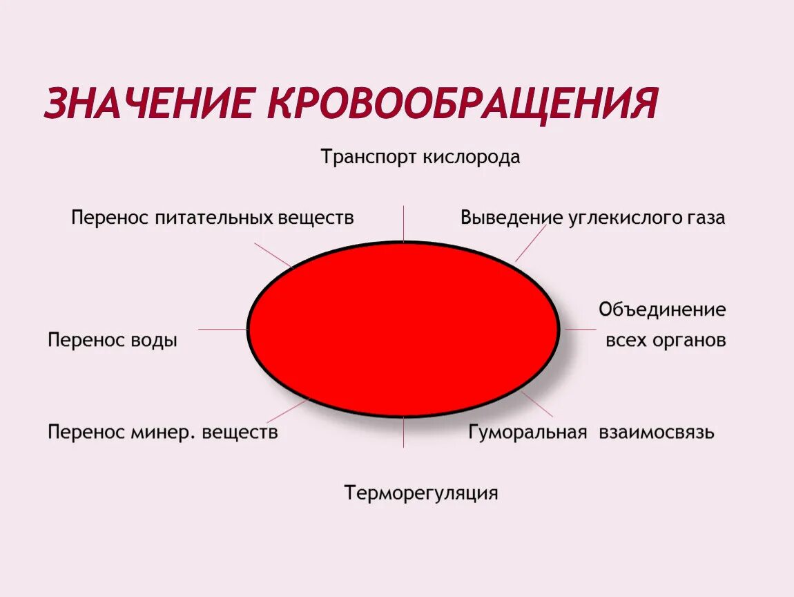 Значение крови и кровообращения. Значение кровообращения для организма. Сущность процесса кровообращения. Значение кровообращения для жизнедеятельности организма. Что значит кровообращение