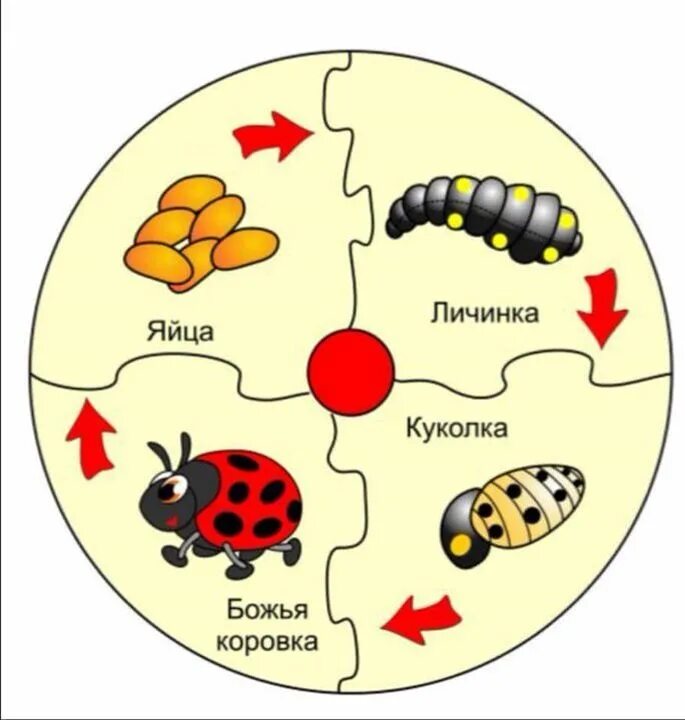 Божья коровка части. Цикл развития Божьей коровки. Жизненный цикл развития Божьей коровки. Схема жизненного цикла Божьей коровки. Цикл развития Божьей коровки для детей.