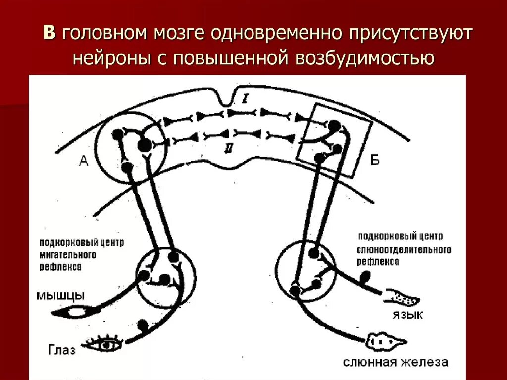 Функциональные рефлексы. Схема условного мигательного рефлекса. Схема условного рефлекса по Павлову. Дуга условного рефлекса. Схема условного пищевого рефлекса.