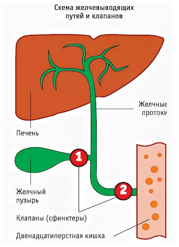 Тонус желчного пузыря