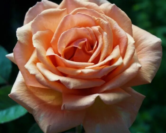 грандифлора саженцы розы. роза шраб фрайзингер моргенрете.