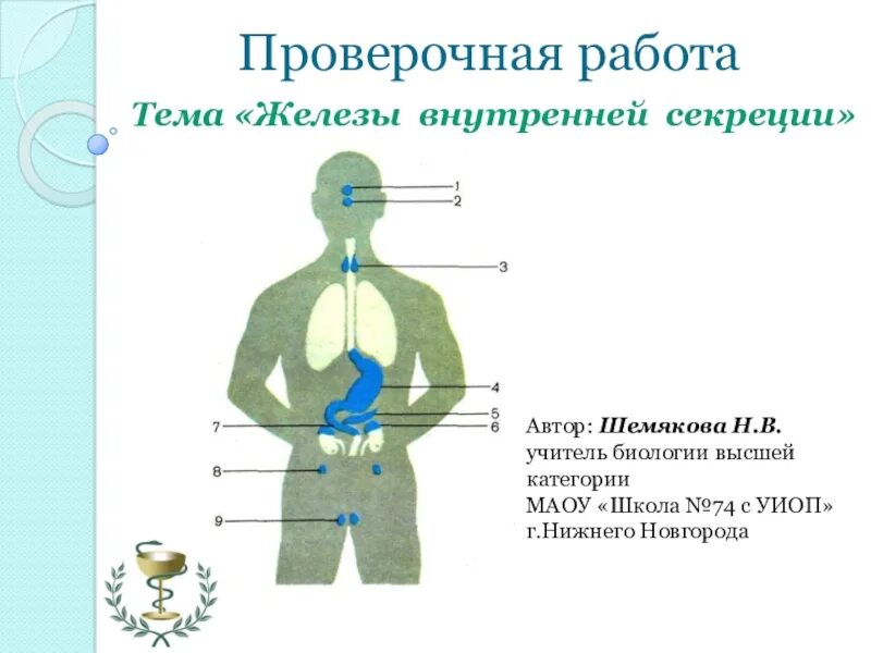 Перечислите функции железа. Железы внутренней секреции человека 8 класс биология. Железы внутренней секреции презентация 8 класс биология. Презентация на тему железы внутренней секреции анатомия. Расположение желез внутренней и смешанной секреции.