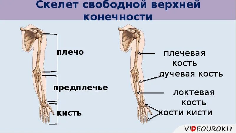 Скелет свободной верхней конечности плечевая кость. Скелет свободной верхних конечностей предплечье. Скелет свободной верхней конечности функции. Роль скелета верхней конечности.