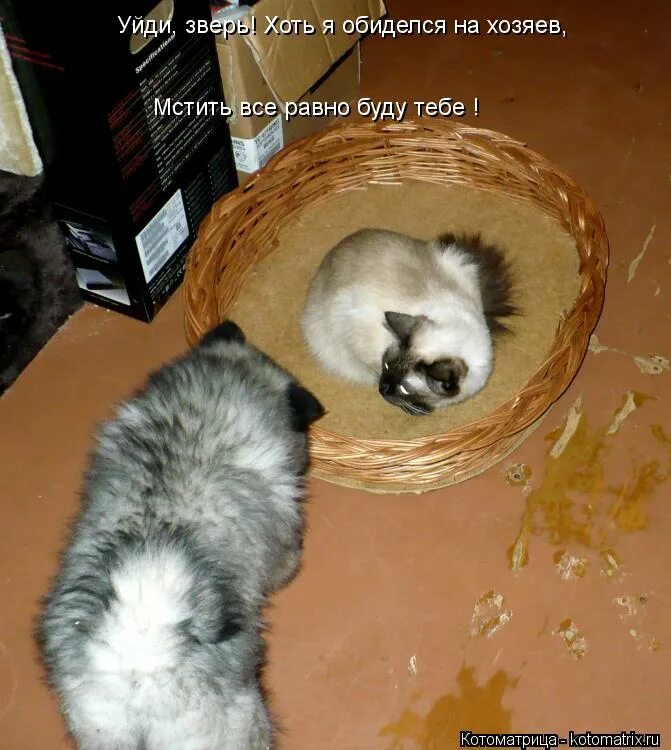 тебе без меня лучше. маска ковид мем. не злись. уходи тварь. бабы твари.