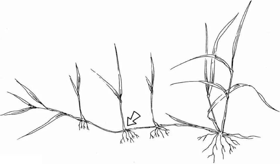 Пырей ползучий корень. Пырей ползучий побег. Пырей ползучий корневище. Размножение корневище пырея. Пырей способ вегетативного размножения.