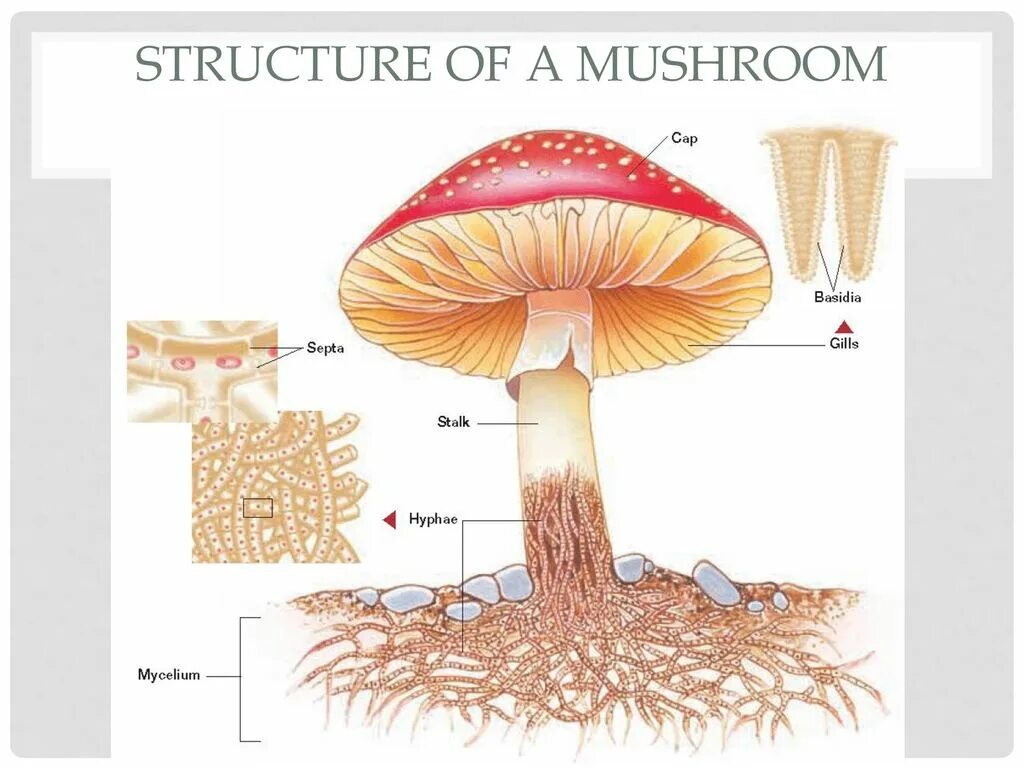 Mushroom structure. Анатомия гриба. Fungi строение. Mushroom Parts. Грибы биология огэ