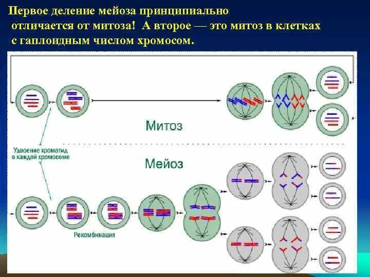 Митоз рост клетки образование гаплоидных клеток мейоз. Схема деления клетки митоз и мейоз. схема митотического и мейотического деления клетки. схема митоза и мейоза. фазы деления митоза и мейоза.