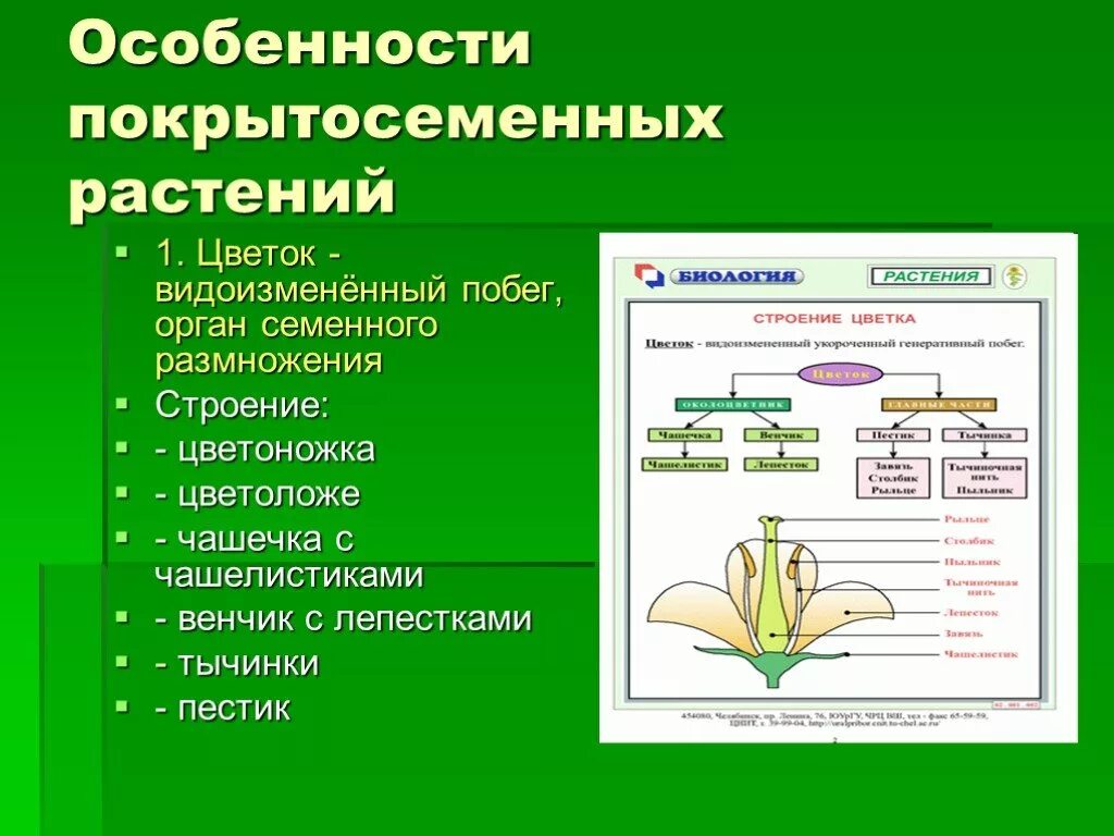 Особенности строения покрытосеменных растений 5 класс. Характерные признаки строения покрытосеменных растений. Признаки отдела цветковых растений. Отдел покрытосеменных (цветковых)растений.