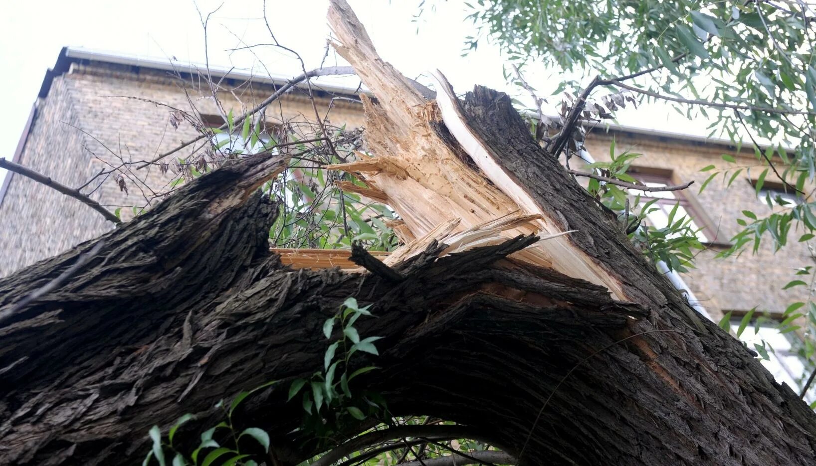 Поломанное дерево. Сломанный ствол дерева. Деревья поломало ветром. Надломившееся дерево.