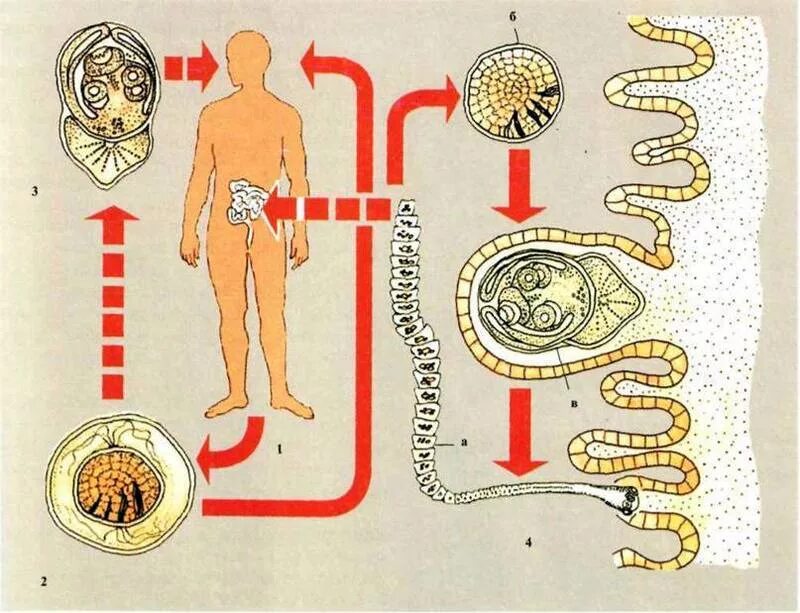 Карликовый цепень жизненный цикл. Hymenolepis nana жизненный цикл. жизненный цикл карликового цепня. жизненный цикл карликового цепня схема. карликовый цепень окончательный хозяин.