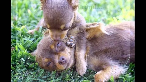 Baby pet