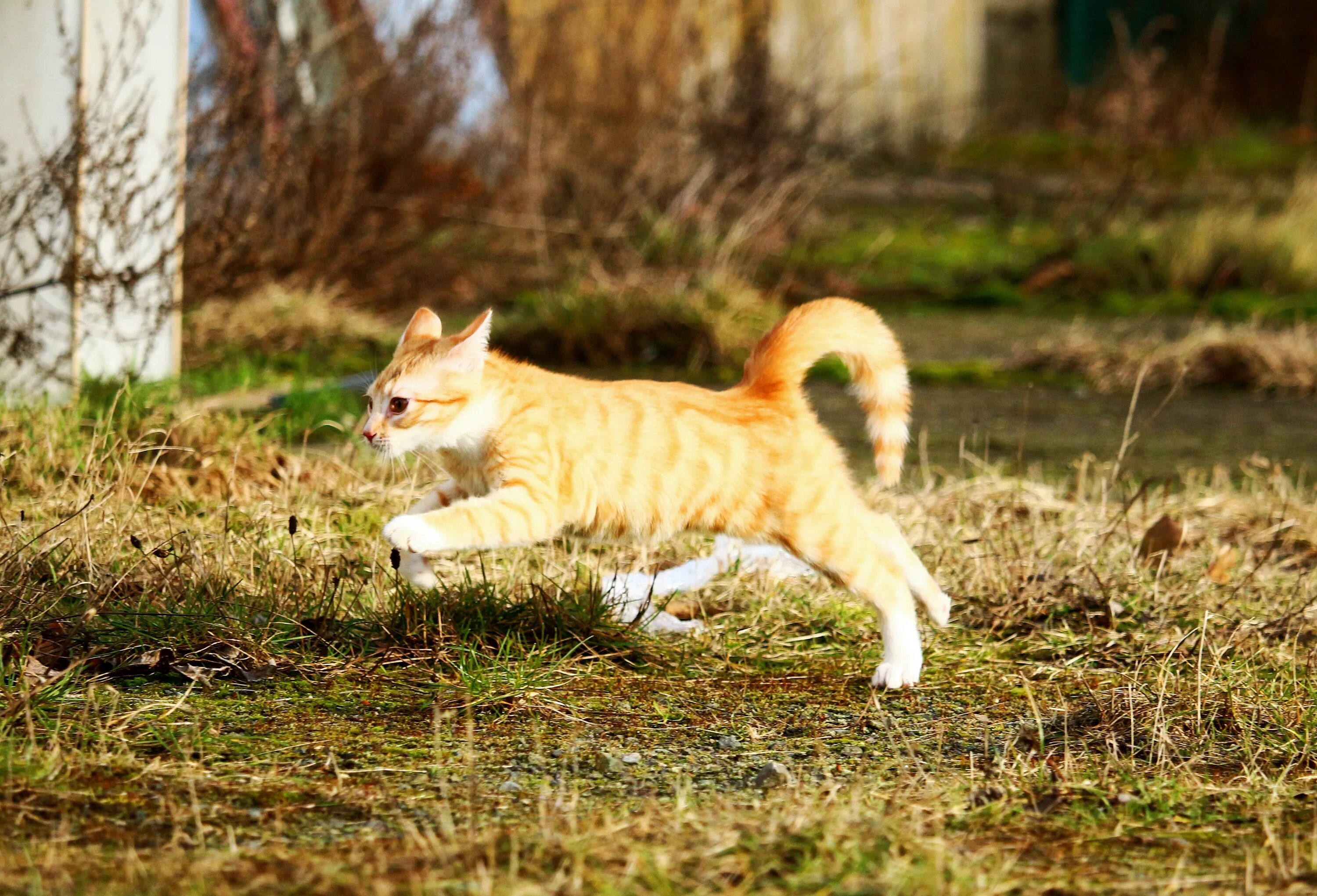 Кошка бегает. Котенок бежит. Рыжий кот бежит. Рыжий кот убегает.