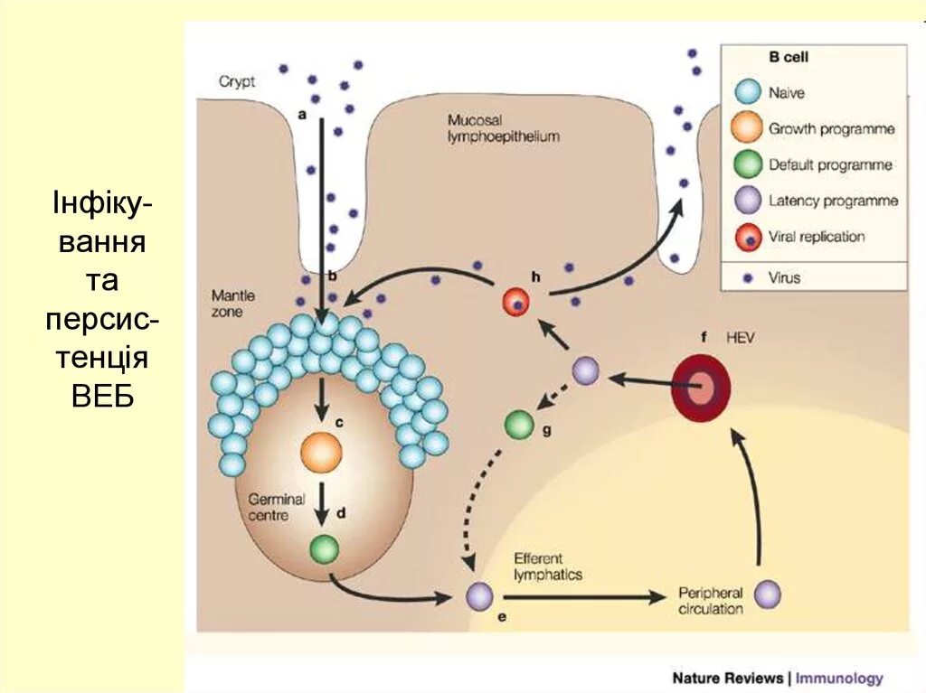 Epstein barr virus ebna. Вэб вирус Эпштейна Барр. Ингибирования вируса Эпштейна-Барр. Вирус Эпштейна-Барр распространенность. Вирус Эпштейна-Барр репликация.