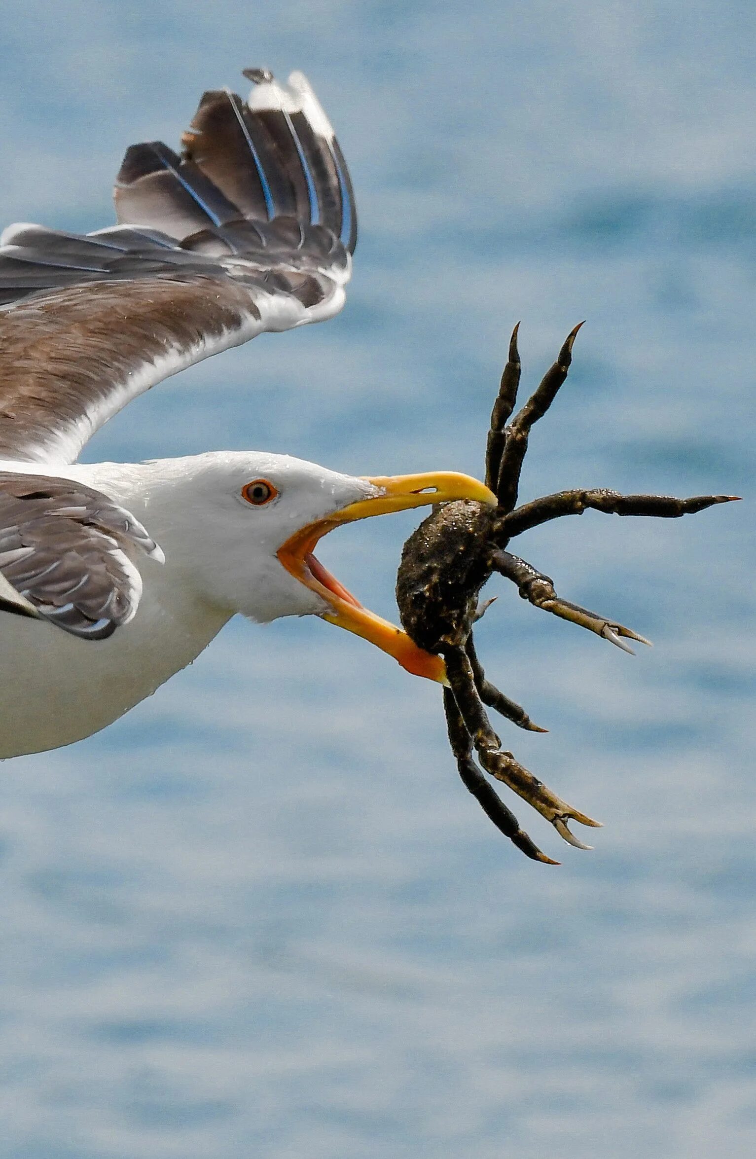 Краб птицы. Seagul BYD Seagull. Victoria Seagull. Seagull перевод. Robot Seagull.