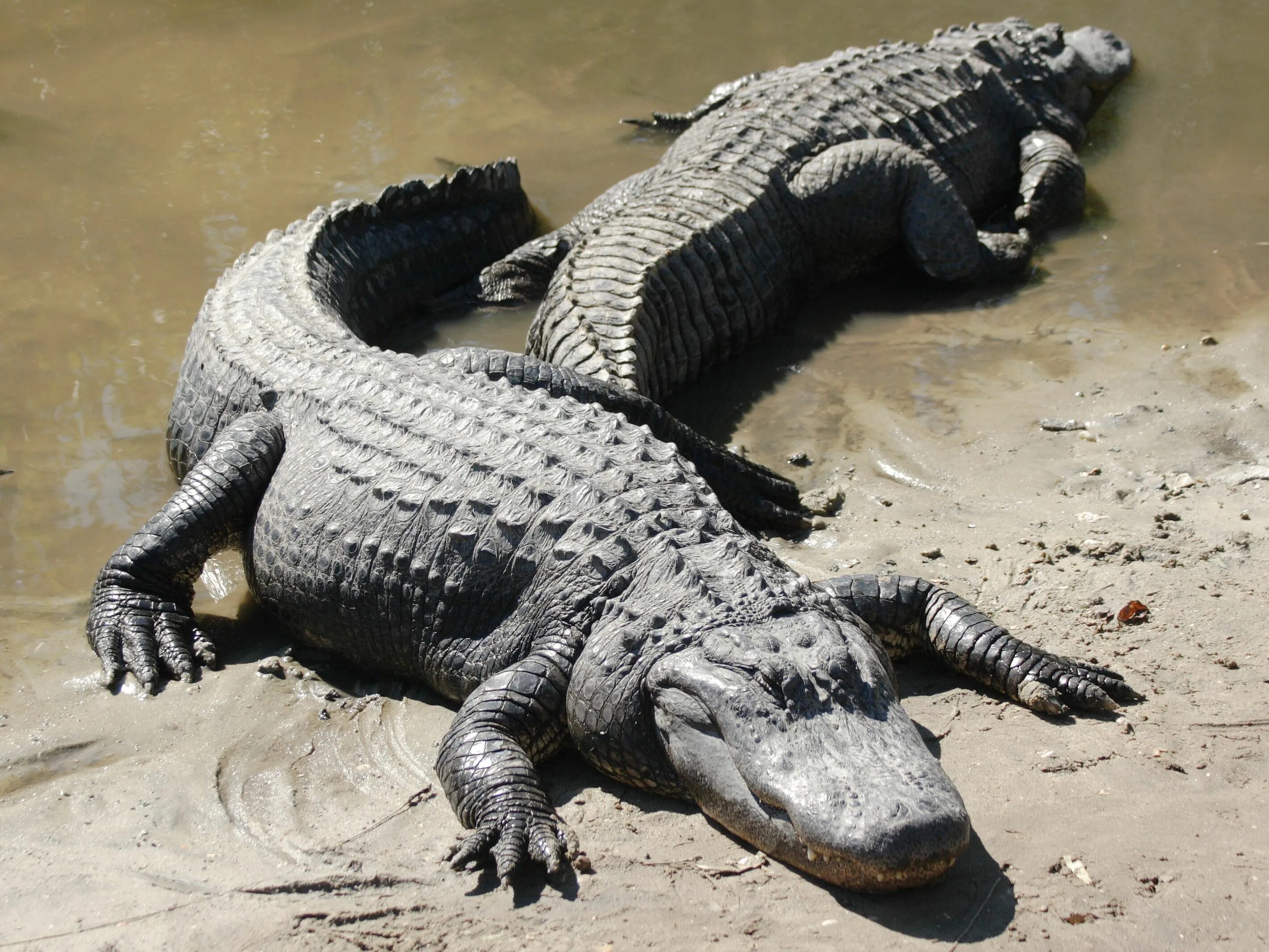Пресмыкающиеся Аллигатор. Миссисипский Аллигатор. Миссисипский Аллигатор крокодилы и ко. Черный Кайман и Нильский крокодил.