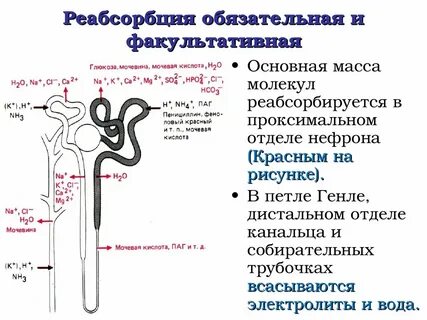 Какие процессы осуществляются в нефроне