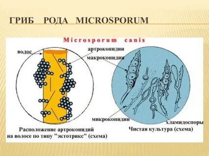 Грибы микроспория